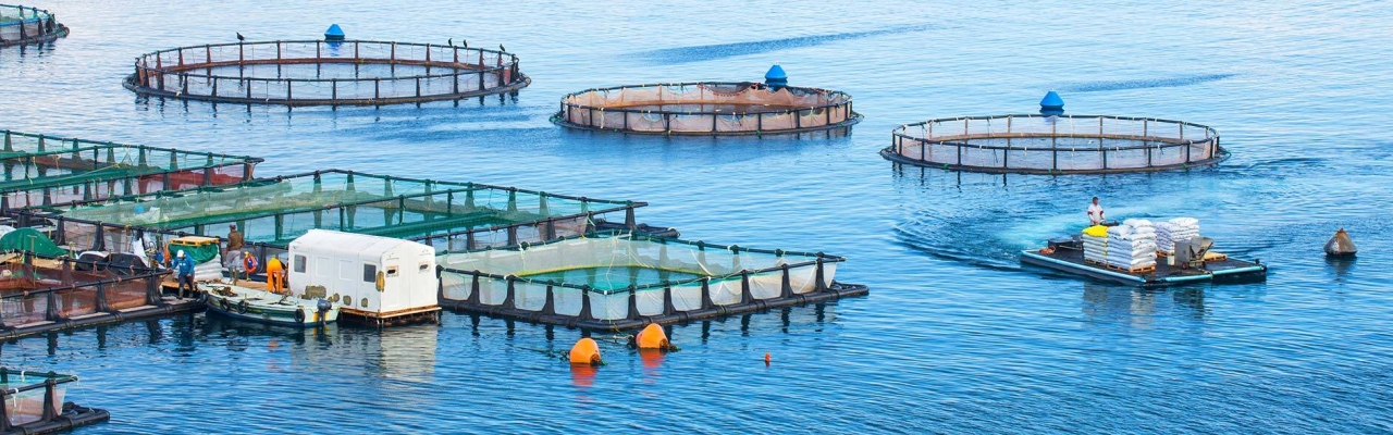 Aquaculture